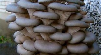 Картинка по теме - как сделать мицелий вешенки