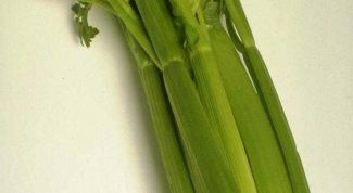 Картинка по теме - как вырастить сельдерей черешковый