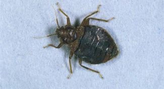 Картинка по теме - как уничтожить домашних клопов