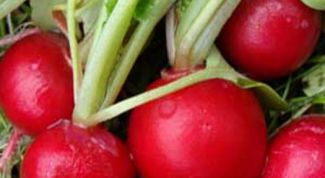 Картинка по теме - как посеять редис