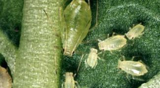 Картинка по теме - как вывести тлю