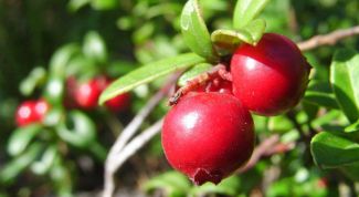 Картинка по теме - как заварить клюкву