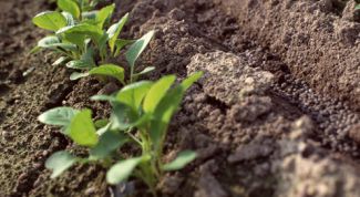 Картинка по теме - как вспахивать почву на склонах