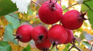 Картинка по теме - как настаивать боярышник