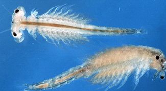 Картинка по теме - как вывести артемию