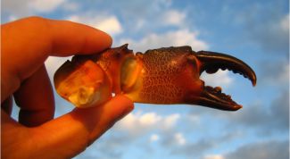 Картинка по теме - как готовить клешни краба