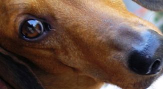 Картинка по теме - как приучить таксу к лотку