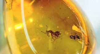 Картинка по теме - как отличить настоящий янтарь