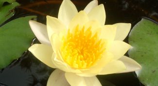 Картинка по теме - как сохранить душевное равновесие