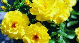 Картинка по теме - как выращивать фрезии