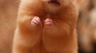 Картинка по теме - как лечить хомячка