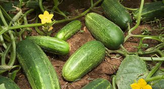 Картинка по теме - как пикировать огурцы