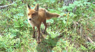 Картинка по теме - как накладывать картинки друг на друга