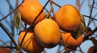 Картинка по теме - как хранить хурму