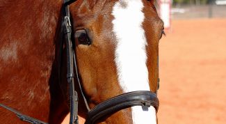 Картинка по теме - как определить лошадиные силы