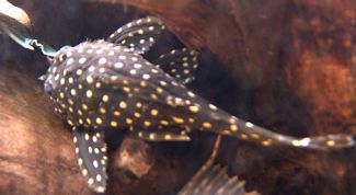 Картинка по теме - как разводить сомиков