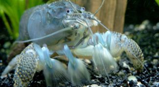 Картинка по теме - как содержать раков