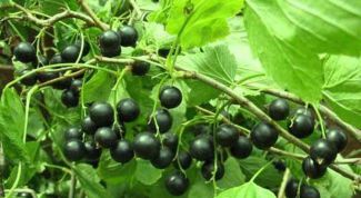 Картинка по теме - как посадить черную смородину
