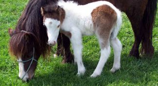 Картинка по теме - как назвать жеребёнка