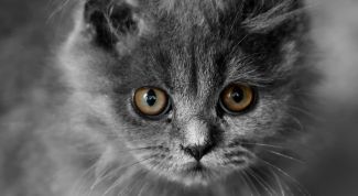 Картинка по теме - как назвать британского кота