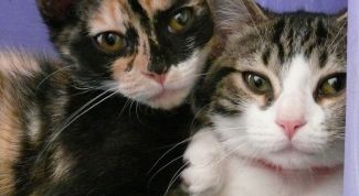 Картинка по теме - как найти кота кошке