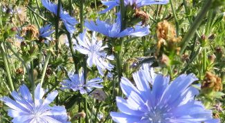 Картинка по теме - как заваривать цикорий