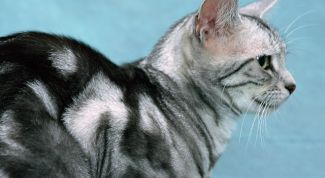 Картинка по теме - как лечить от блох