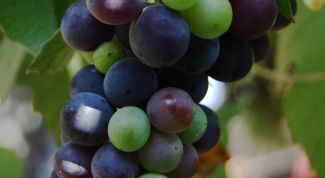 Картинка по теме - как сохранить виноград
