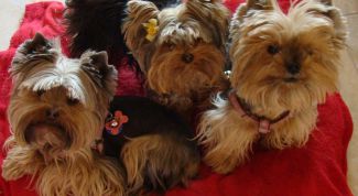 Картинка по теме - как выбрать щенка йорка