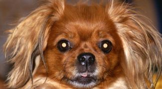 Картинка по теме - как назвать девочку пекинеса