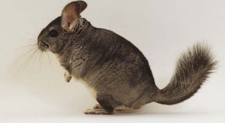 Картинка по теме - как приручить шиншиллу к рукам