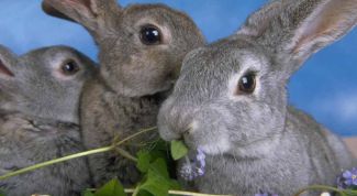 Картинка по теме - как случать кроликов