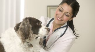 Картинка по теме - как заполнить паспорт собаки