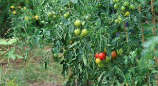 Картинка по теме - как формировать томаты