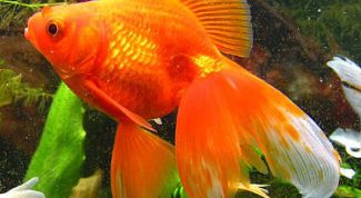 Картинка по теме - как исполнить желание быстро