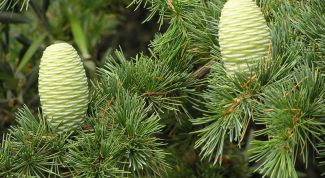 Картинка по теме - как пересадить кедр