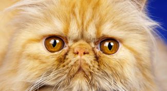 Картинка по теме - как подстричь персидского кота