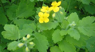 Картинка по теме - как избавиться от полипа желчного пузыря