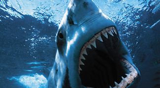 Картинка по теме - как спастись от акулы