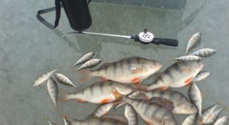 Картинка по теме - как найти окуня зимой