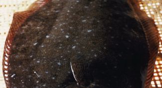 Картинка по теме - как вялить камбалу