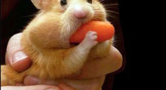 Картинка по теме - как выманить хомяка
