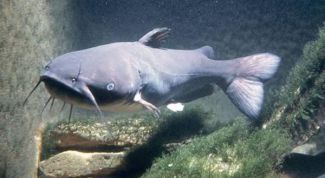 Картинка по теме - как разводить сомов