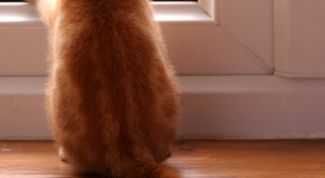 Картинка по теме - как пристроить кошек