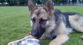 Картинка по теме - как давать сухой корм