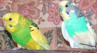 Картинка по теме - как лечить волнистого попугайчика