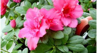 Картинка по теме - как сажать цветок в горшок