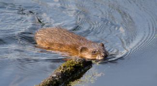 Картинка по теме - как ловить ондатру