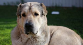 Картинка по теме - как кормить азиатов