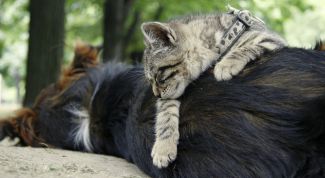 Картинка по теме - как подружить кошку и щенка